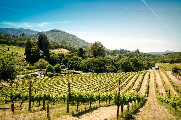 Sun-drenched vineyard with neat rows of grapevines rolling toward forested hills under a bright blue sky.