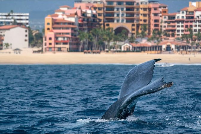Humpback whale fluke rising from blue ocean near a sandy beach and colorful beachfront resort with palm trees