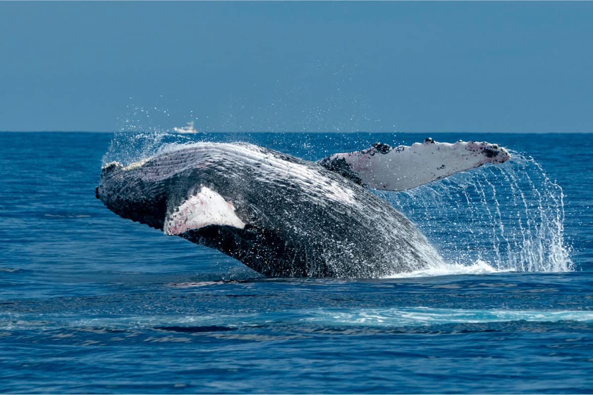 Majestic humpback whale breaching with white pectoral fin and cascading water spray in the deep blue open ocean — classic whale-watching scene.