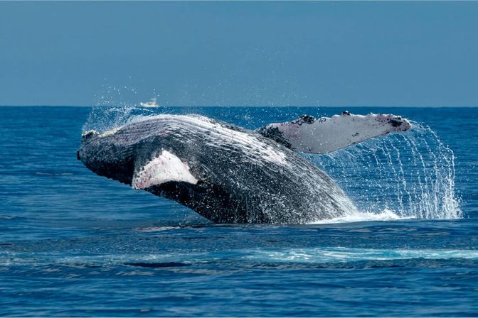 Majestic humpback whale breaching with white pectoral fin and cascading water spray in the deep blue open ocean — classic whale-watching scene.