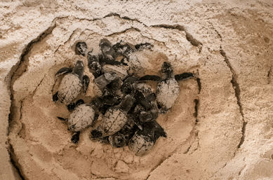 Cluster of baby sea turtles wriggling together in a sandy beach nest