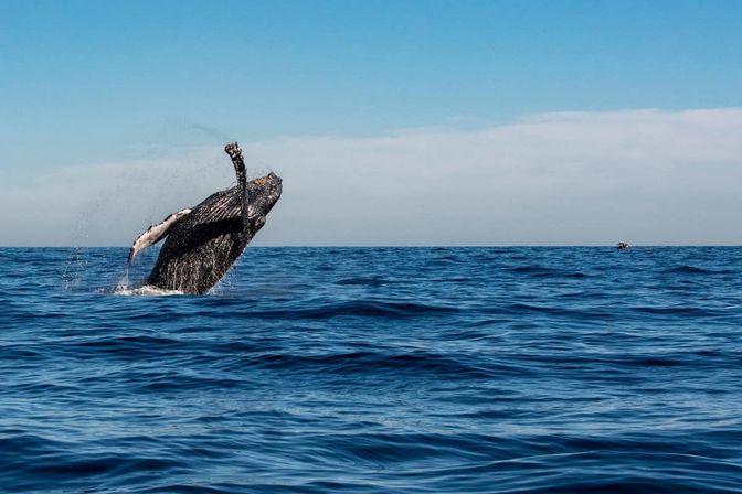 Humpback whale breaching in the open ocean, dramatic splash with a small boat on the distant horizon under a clear blue sky