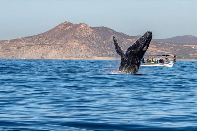 Humpback whale breaching beside a small whale-watching boat in blue ocean with arid coastal hills in the background