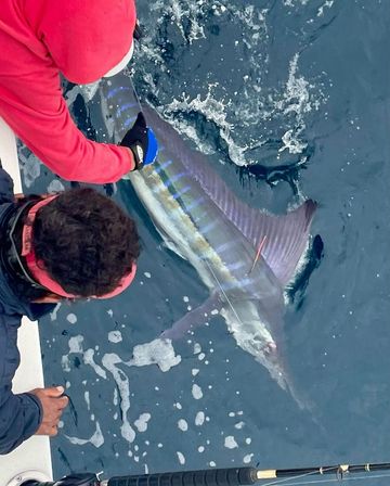 Two anglers leaning over a boat releasing a large striped wahoo with iridescent blue stripes and pointed snout into the deep blue ocean during offshore fishing.