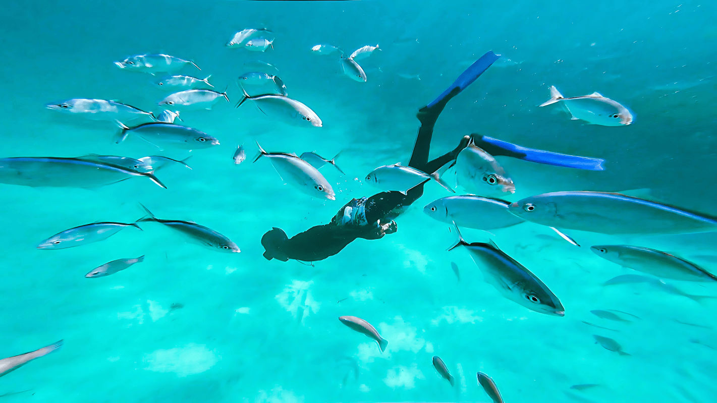 Snorkeler with blue fins gliding through crystal-clear turquoise water surrounded by a school of silver fish, tropical underwater scene