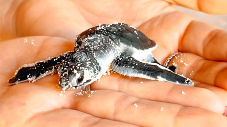 Tiny baby sea turtle hatchling speckled with sand resting in an open human hand, flippers outstretched on a sunlit beach