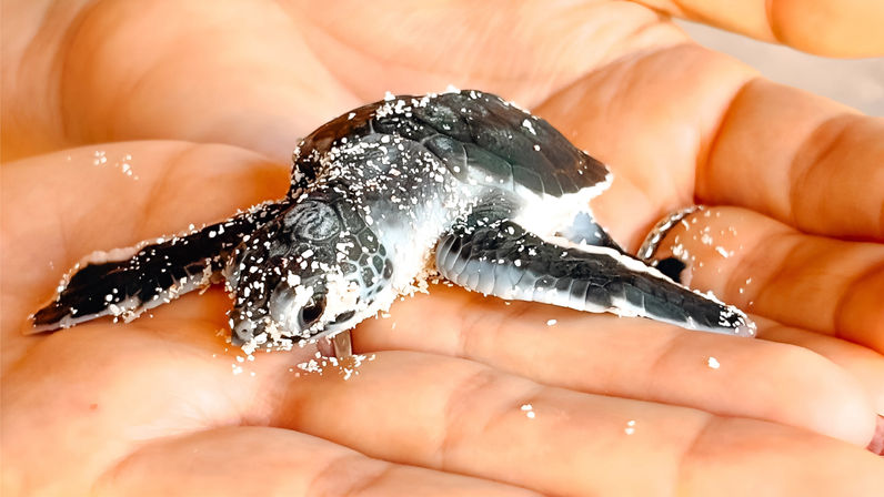 Tiny baby sea turtle hatchling speckled with sand resting in an open human hand, flippers outstretched on a sunlit beach
