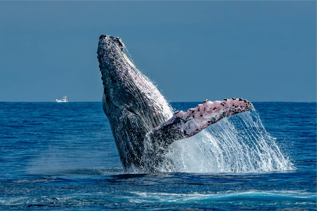Humpback whale breaching in the open ocean, pectoral fin and water cascading dramatically with a small boat on the distant horizon