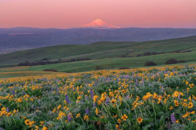 Vibrant spring wildflower meadow of yellow and purple blooms across rolling green hills, a pink sunset sky, and a distant snow-capped mountain.