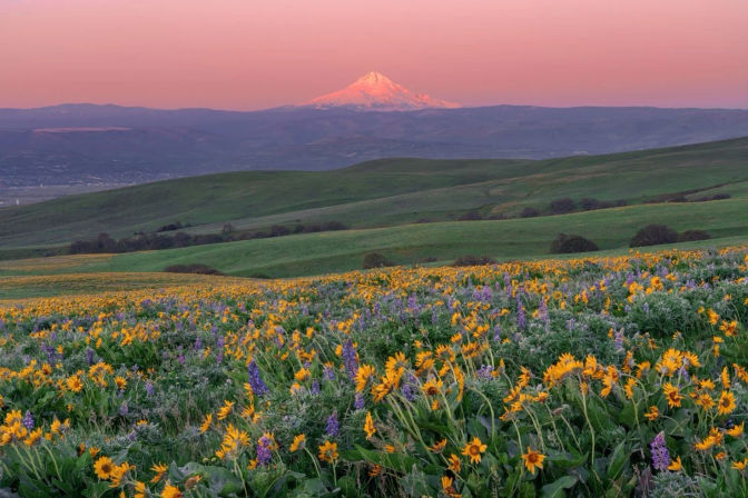 Vibrant spring wildflower meadow of yellow and purple blooms across rolling green hills, a pink sunset sky, and a distant snow-capped mountain.