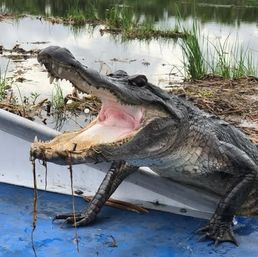 Close-up of a large alligator climbing into a small boat with its mouth wide open, muddy marsh water and tall wetland grasses in the background.