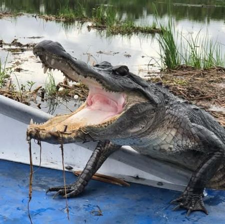 Close-up of a large alligator climbing into a small boat with its mouth wide open, muddy marsh water and tall wetland grasses in the background.