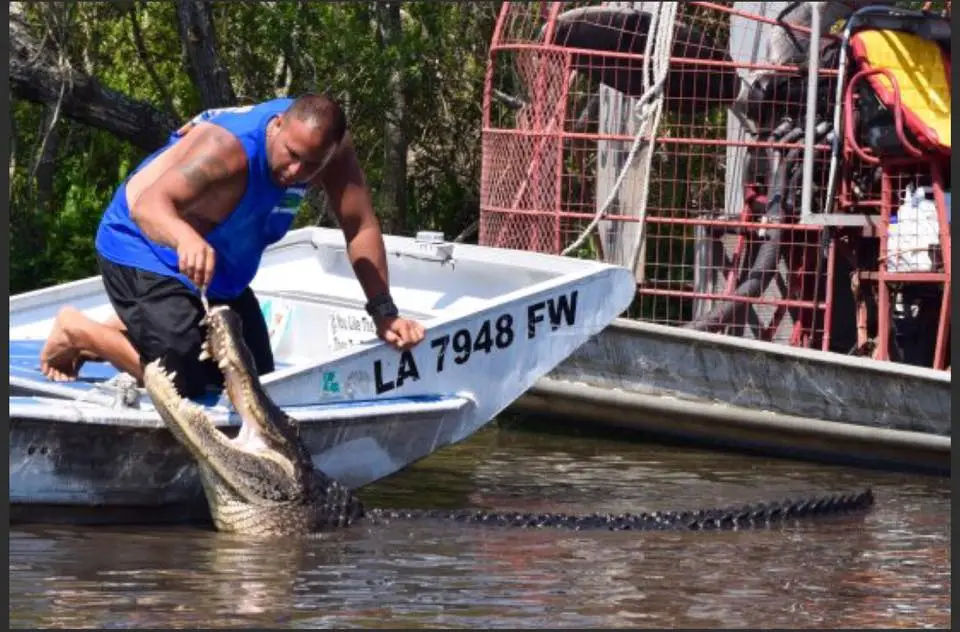Person leaning from a small aluminum boat in a Louisiana swamp grabbing the open jaws of a large alligator near an airboat cage; boat registration LA 7948 FW visible.