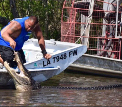 Person leaning from a small aluminum boat in a Louisiana swamp grabbing the open jaws of a large alligator near an airboat cage; boat registration LA 7948 FW visible.
