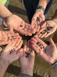 Shark Tooth Hunting Kayak Adventure image 6