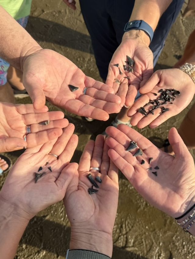 Guided Shark Tooth Hunting Kayak Tour in Wilmington, NC image 4