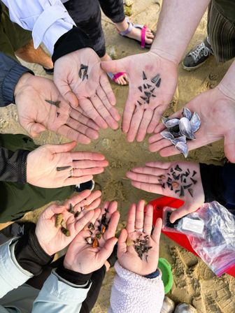Circle of hands on a sandy beach showing a beachcombing haul of fossil shark teeth, small shells and pebbles from the shoreline.