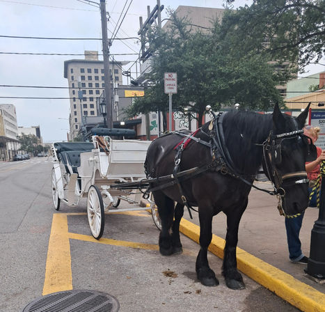 Black draft horse hitched to a white sightseeing carriage parked at a downtown curb with city buildings, trees and utility lines in the background