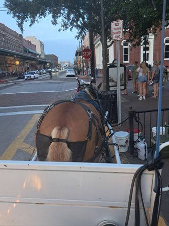 Rear view of a harnessed carriage horse on a historic downtown street at dusk, brick sidewalks, a "No Parking Carriage Stand" sign, stop sign and pedestrians near storefronts.
