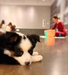 Close-up of a black-and-white puppy resting on a polished indoor studio floor with a blurred yoga class and instructor on a mat in the background.