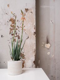 Aloe vera succulent with tall orange tubular blooms in a white ceramic pot on a white table, set against a weathered peeling-plaster wall for rustic indoor decor