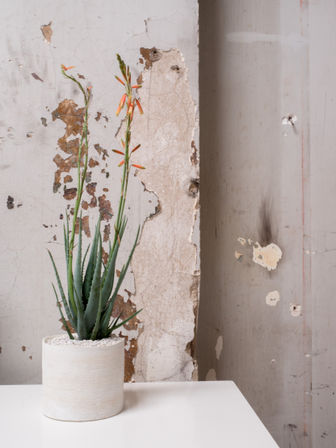 Aloe vera succulent with tall orange tubular blooms in a white ceramic pot on a white table, set against a weathered peeling-plaster wall for rustic indoor decor