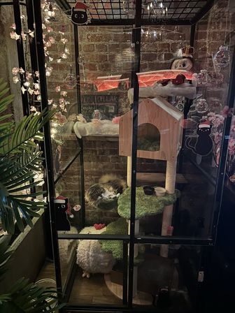 Cozy indoor glass cat enclosure against an exposed brick wall, featuring a sleeping long-haired cat on a multi-level green cat tree, fairy lights and plush toys.