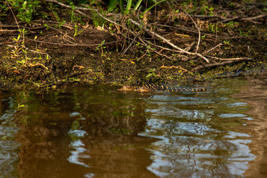 Guided Swamp Kayak Tour Through Maurepas Swamp image 5