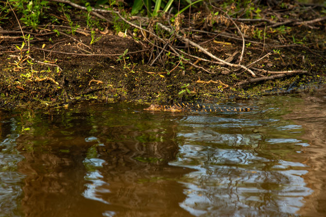 Guided Swamp Kayak Tour Through Maurepas Swamp image 5