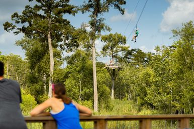 Zipline rider flying from a treetop platform over lush forested wetlands as spectators watch from a wooden viewing deck