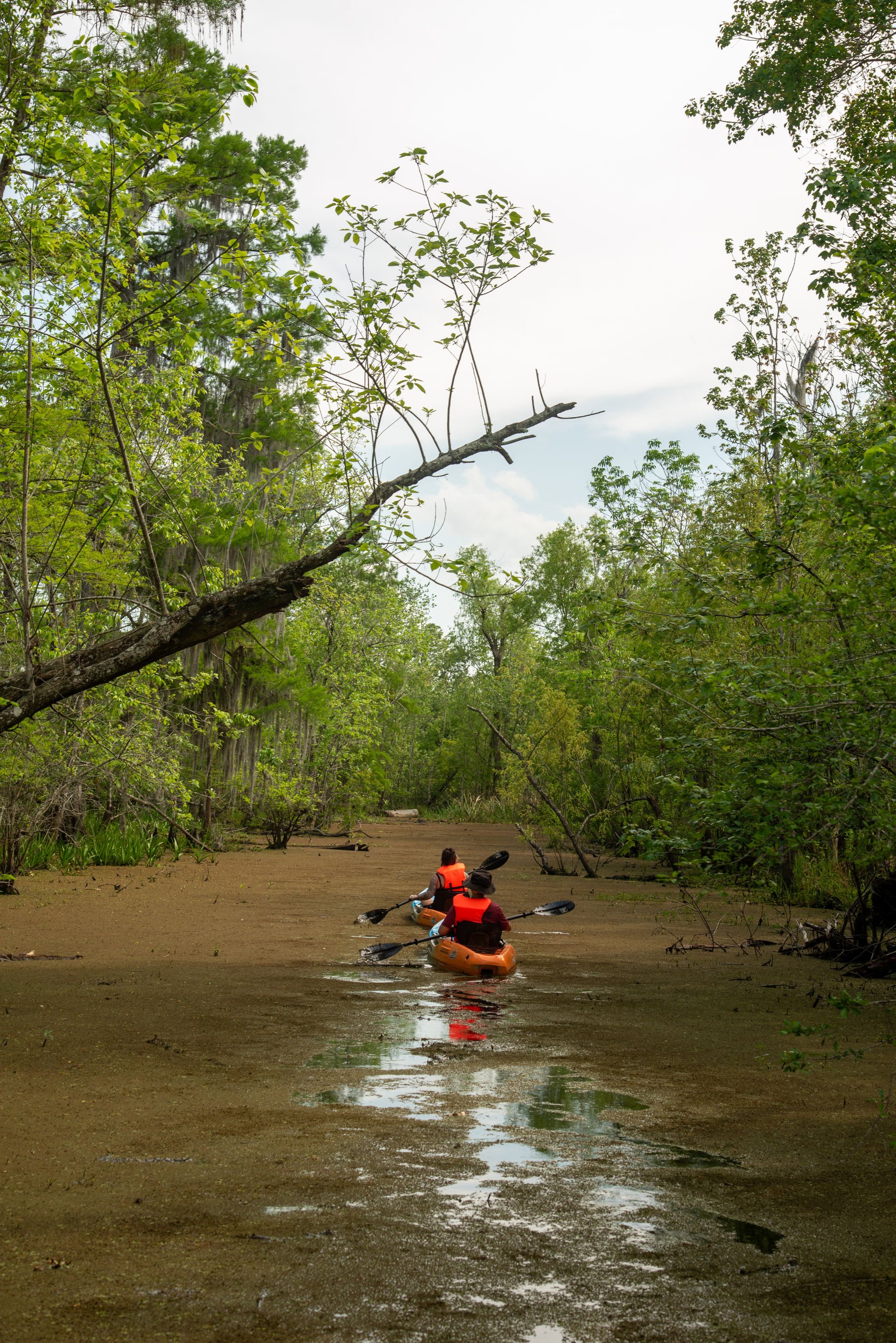 Guided Swamp Kayak Tour Through Maurepas Swamp image 2