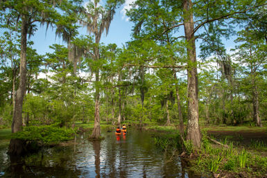 Guided Swamp Kayak Tour Through Maurepas Swamp image 1