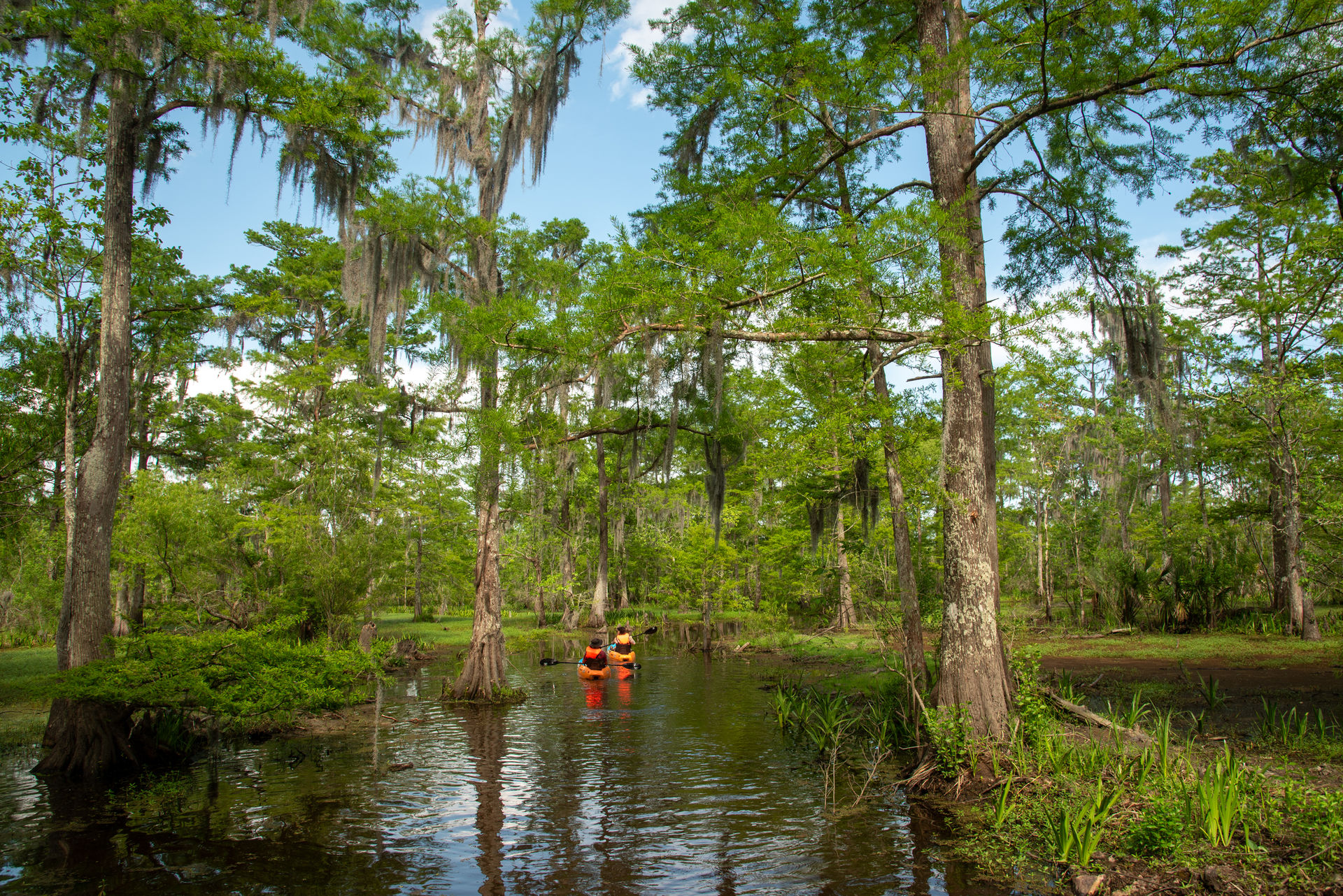 Guided Swamp Kayak Tour Through Maurepas Swamp image 1