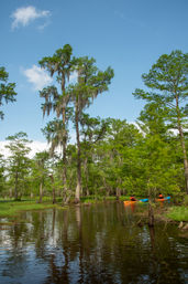 Guided Swamp Kayak Tour Through Maurepas Swamp image 6