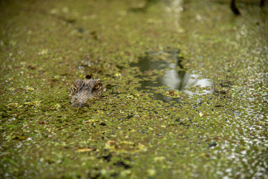 Guided Swamp Kayak Tour Through Maurepas Swamp image 3