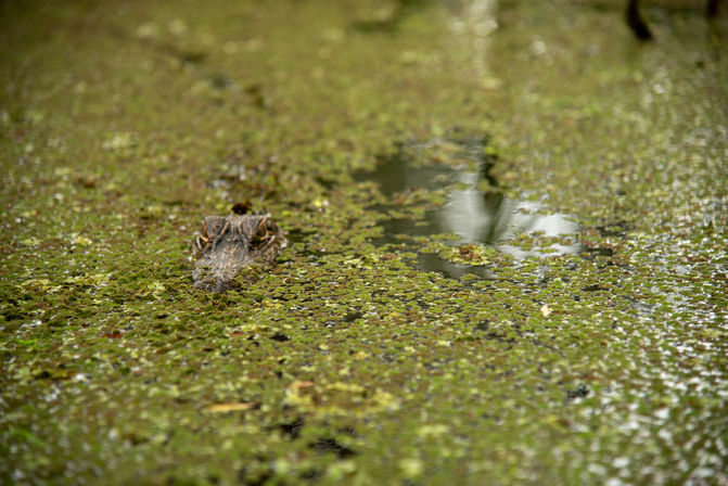 Guided Swamp Kayak Tour Through Maurepas Swamp image 3
