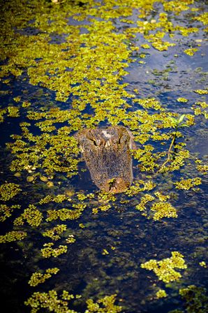 Close-up of an alligator head peeking from dark wetland water surrounded by bright green duckweed and floating vegetation.