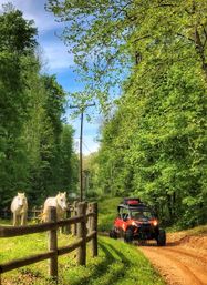 Red off-road UTV on a sunlit dirt forest trail passes two curious white horses behind a wooden fence amid lush green spring foliage