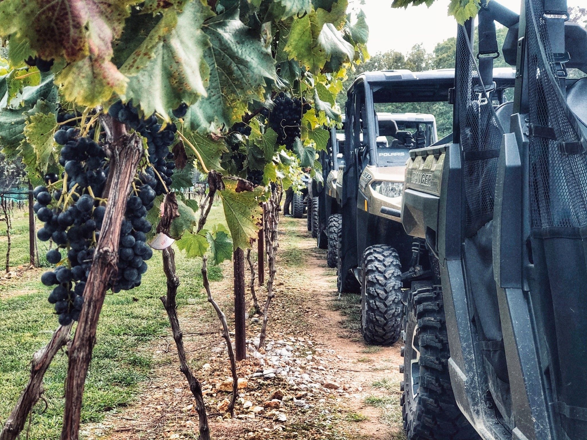 Dark purple grape clusters hanging from a vine beside a dirt aisle lined with parked off-road utility vehicles (UTVs) in a green vineyard