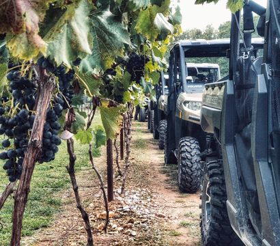 Dark purple grape clusters hanging from a vine beside a dirt aisle lined with parked off-road utility vehicles (UTVs) in a green vineyard