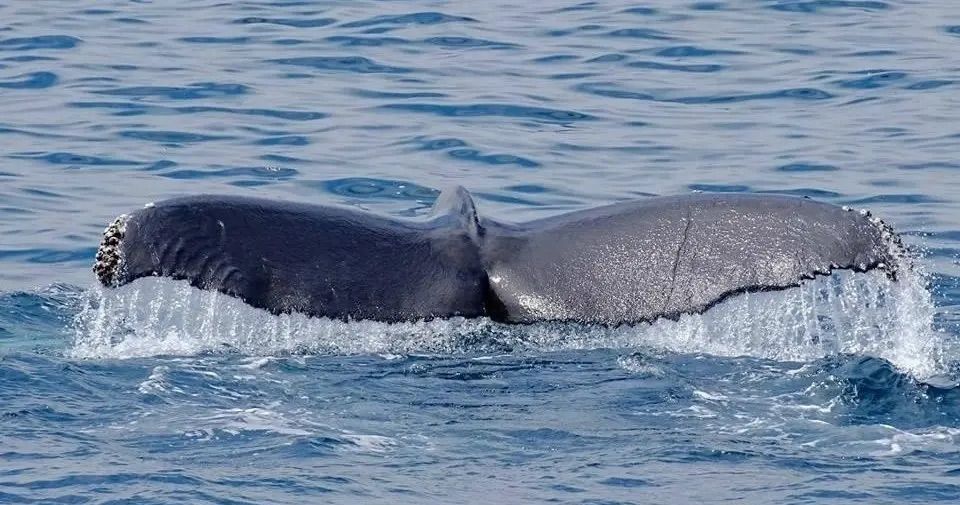 Marina del Rey Sportsfishing Whale Watching Cruise image 3