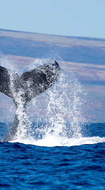 Marina del Rey Sportfishing