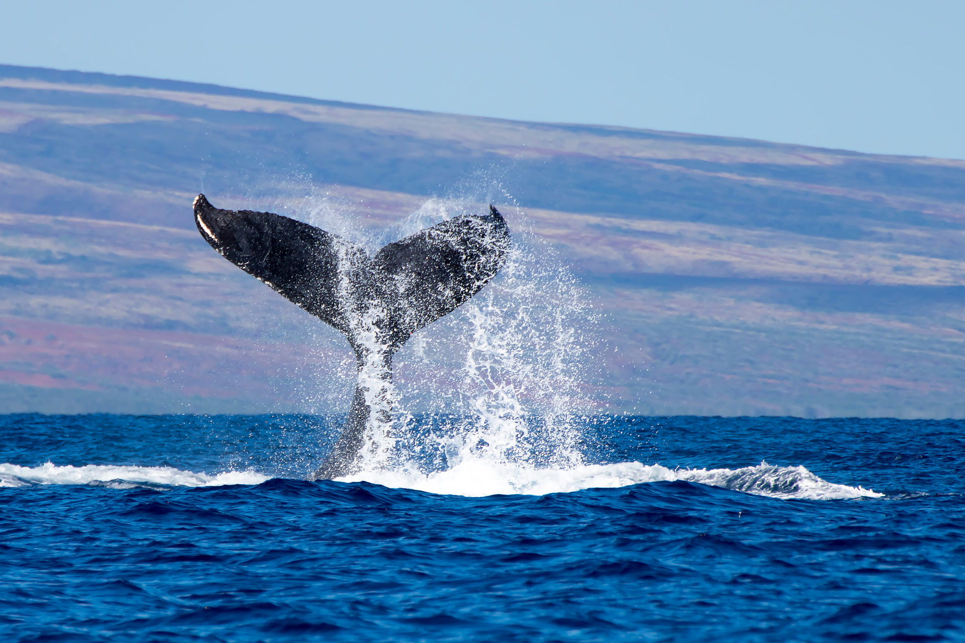 Ocean Adventure Cruise with Dolphins & Whales image 1