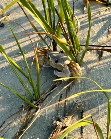 Sunlit pale ghost crab peeking from coastal dune grass on a sandy beach