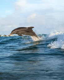 Playful dolphin leaping over a breaking blue ocean wave in nearshore coastal waters with shoreline homes under a bright sky.
