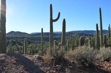 Sunny Sonoran Desert landscape with towering saguaro cacti on a rocky hillside, scattered desert shrubs and distant mesas under a clear blue sky.