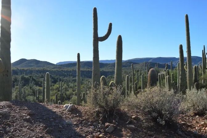 Sunny Sonoran Desert landscape with towering saguaro cacti on a rocky hillside, scattered desert shrubs and distant mesas under a clear blue sky.