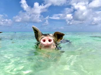 Pig swimming in shallow turquoise tropical water, snout poking above the surface under a sunny blue sky with fluffy white clouds