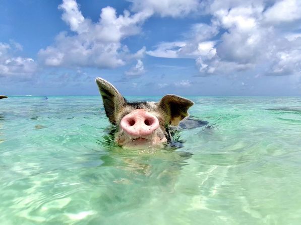 Pig swimming in shallow turquoise tropical water, snout poking above the surface under a sunny blue sky with fluffy white clouds