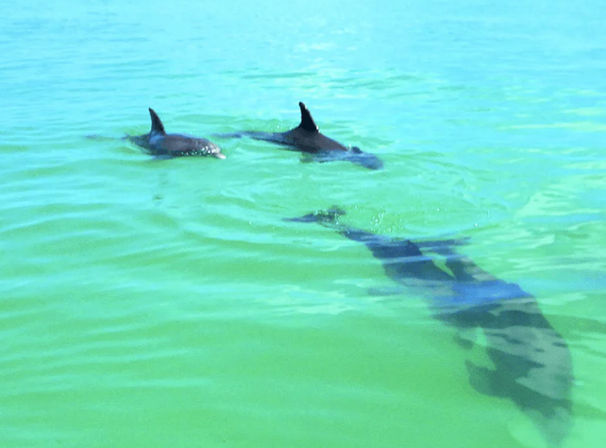 Three dolphins swimming near the surface of clear green coastal water; two dorsal fins break the surface and a third casts a shadow below.